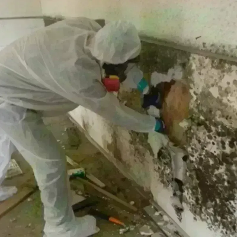 Mold Remediation and Removal in Howland Center, OH